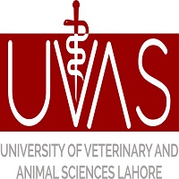 University of Veterinary and Animal Sciences, Lahore, Pakistan